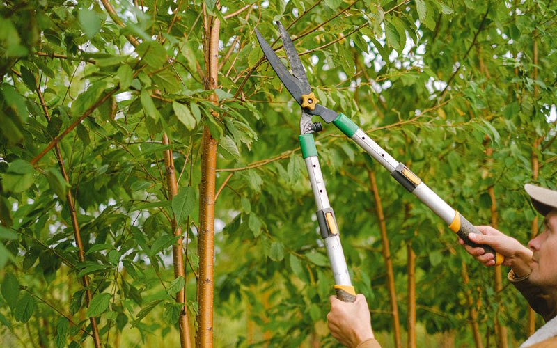 Tree trimming in Grulla, TX