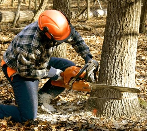 Tree Removal in Grulla, TX